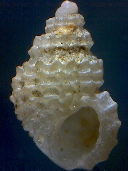 Alvania subcrenulata